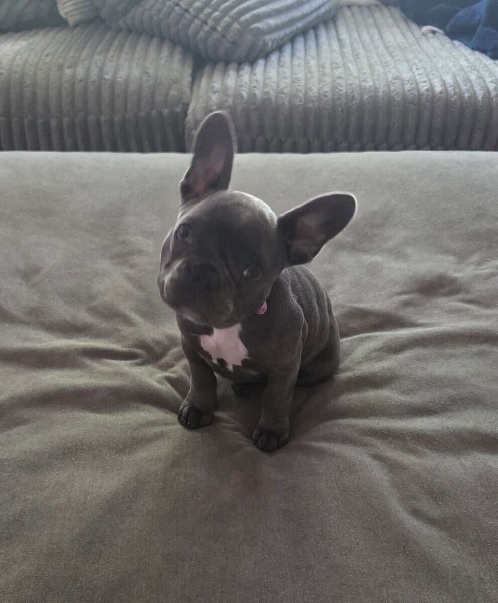 French Bulldog image 4
