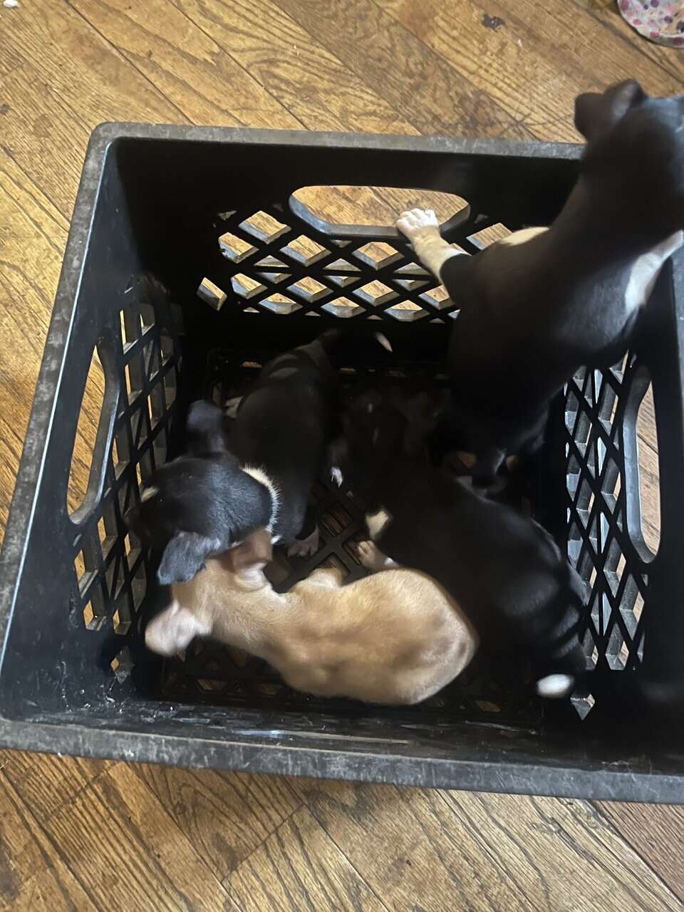 🐶 Chihuahua Puppies image 7