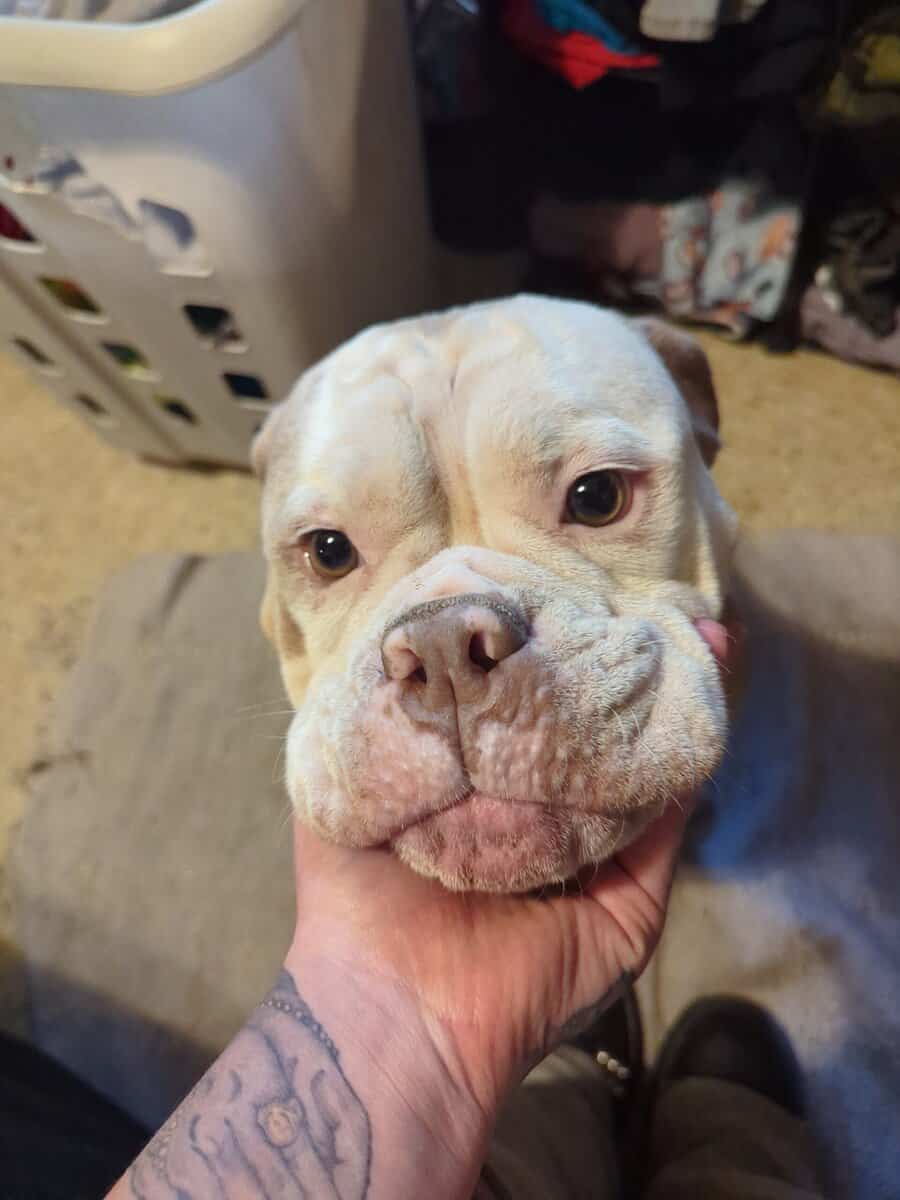 English bulldogges image 3
