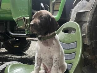 German Shorthaired Pointer puppies