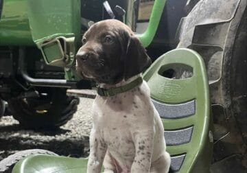 German Shorthaired Pointer puppies