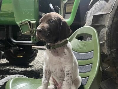 German Shorthaired Pointer puppies