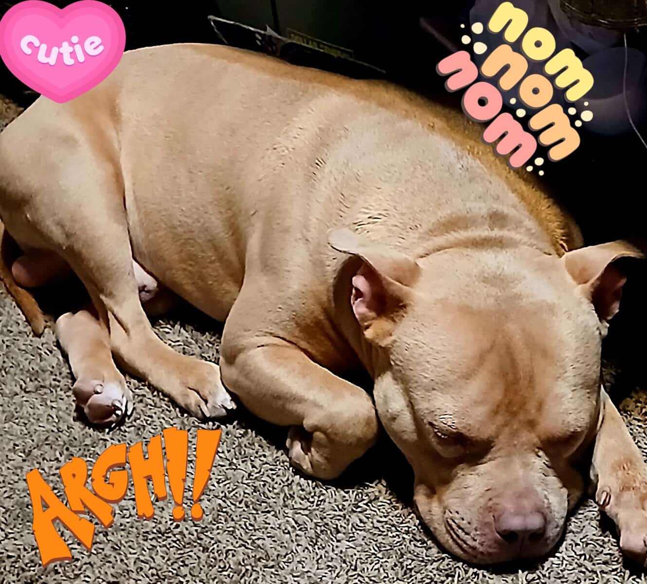 1 year old red nose pitbull male image 6