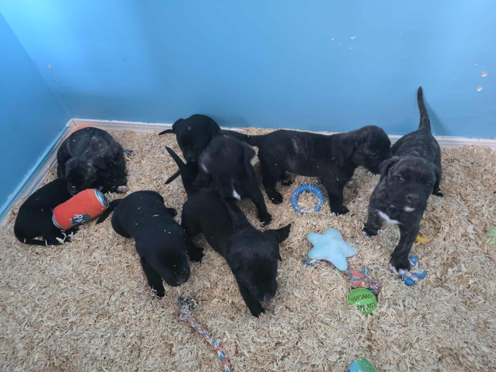 Cane Corso mix puppies image 4