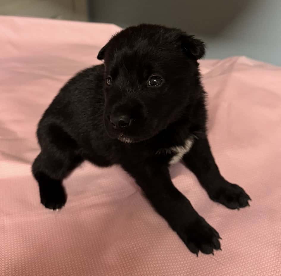 Belsky Puppies image 5