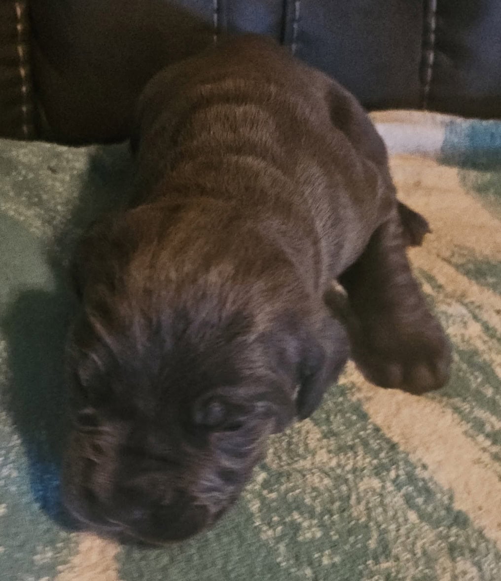 Cane Corso puppies image 5
