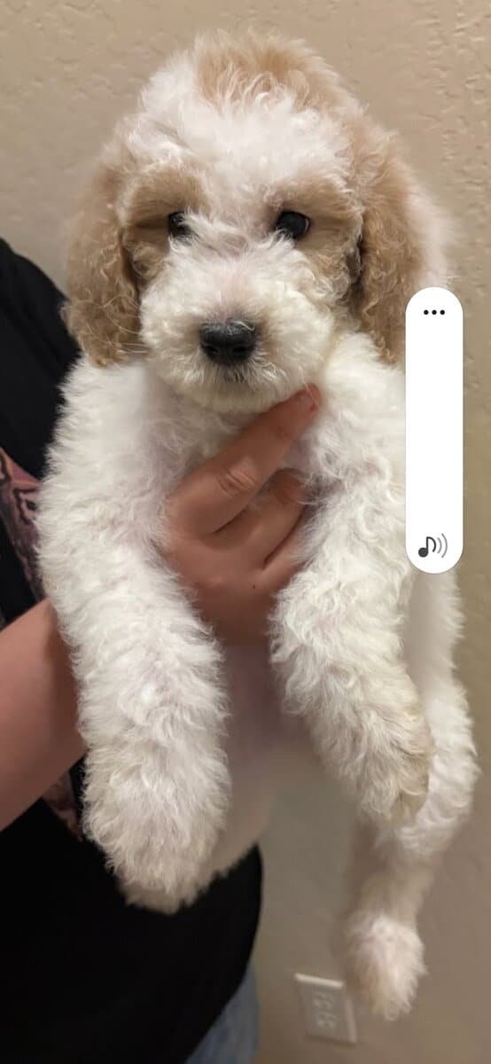 Winnie - 10 Week Old Mini Golden Doodle image 2