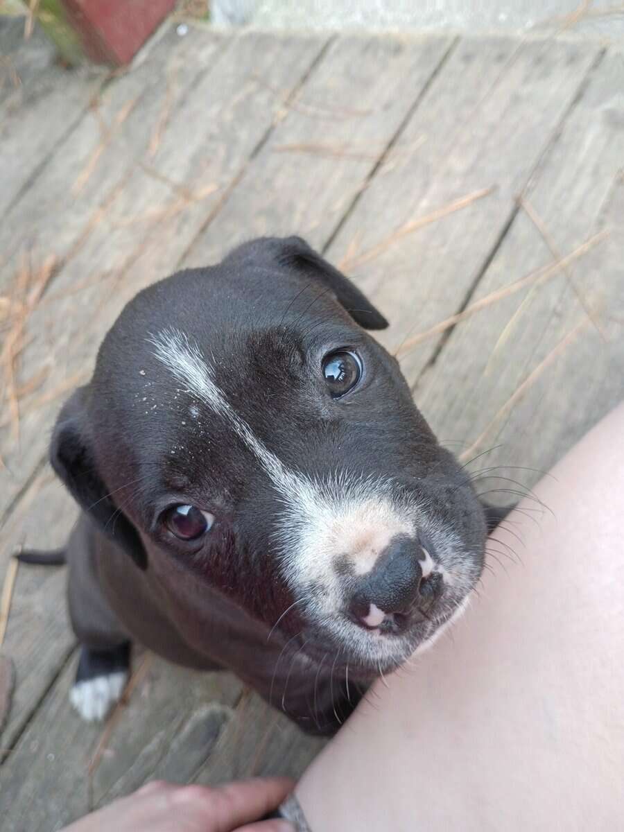 AMERICAN STAFFIE GIRL image 2