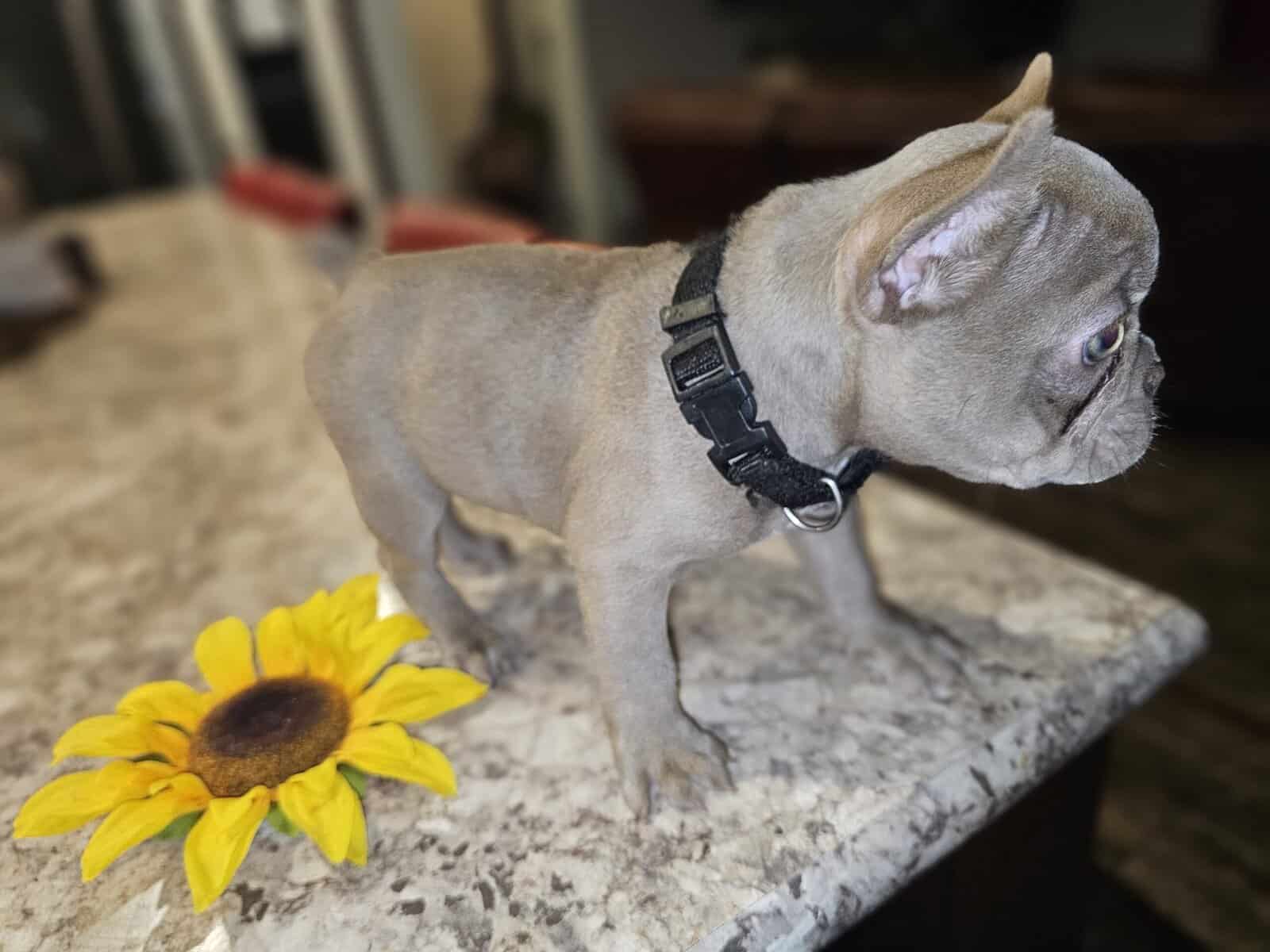 Frenchie's image 3