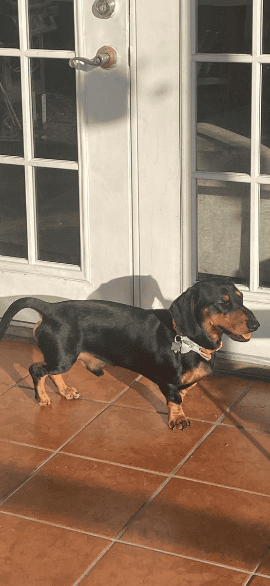 Meet Pancakes! image 5