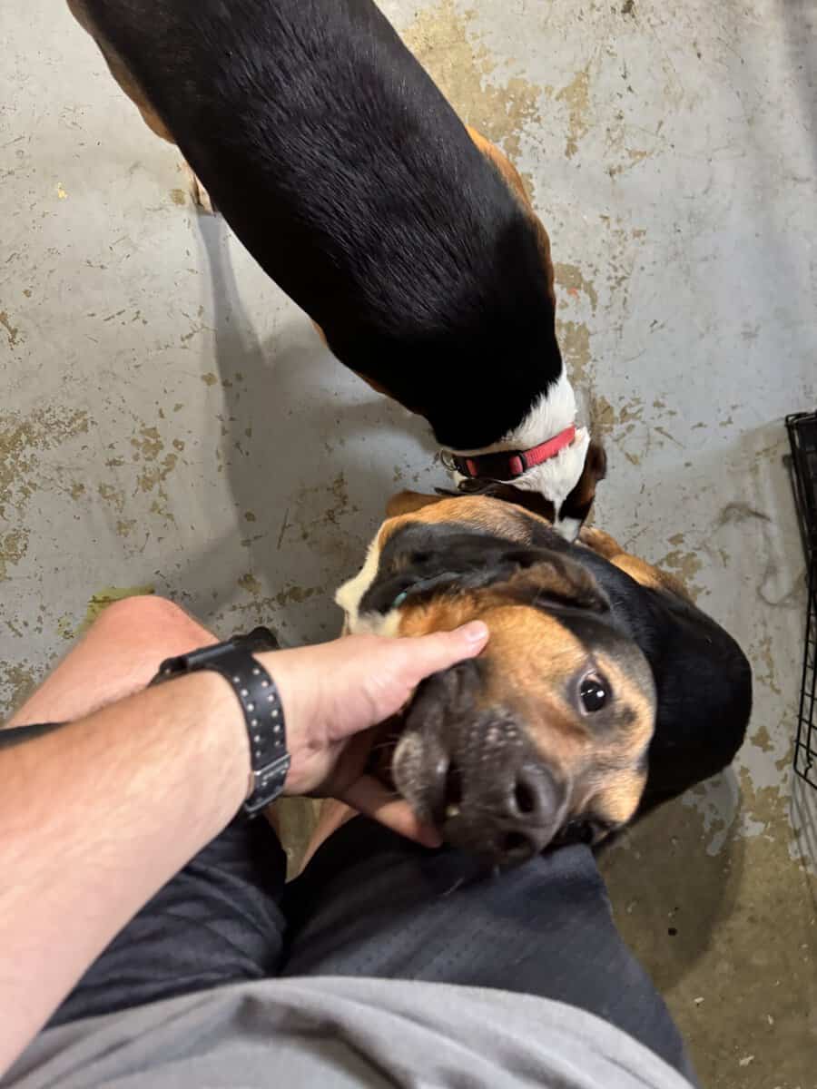 2 male mixed breeds for free image 6