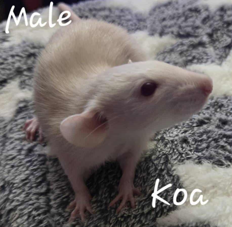 Dumbo Ear Young Rats image 7