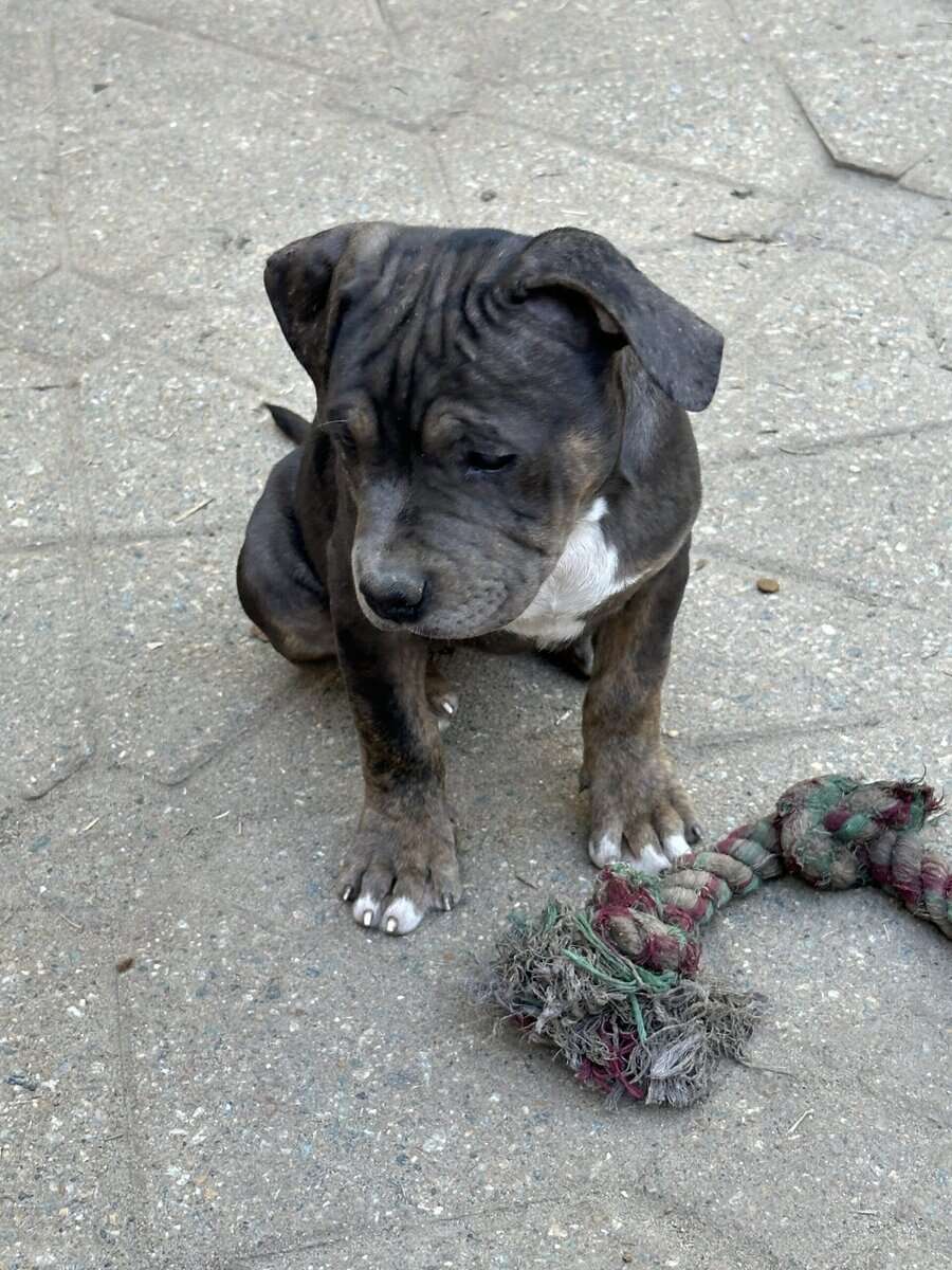 American bully pup for sale image 5