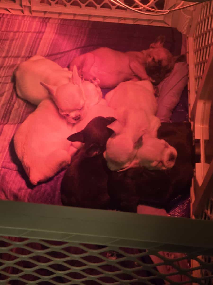 French bull dogs image 1