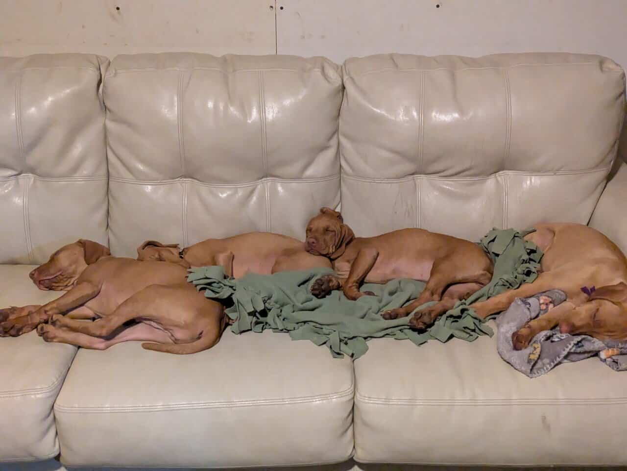 Vizsla Puppies image 6