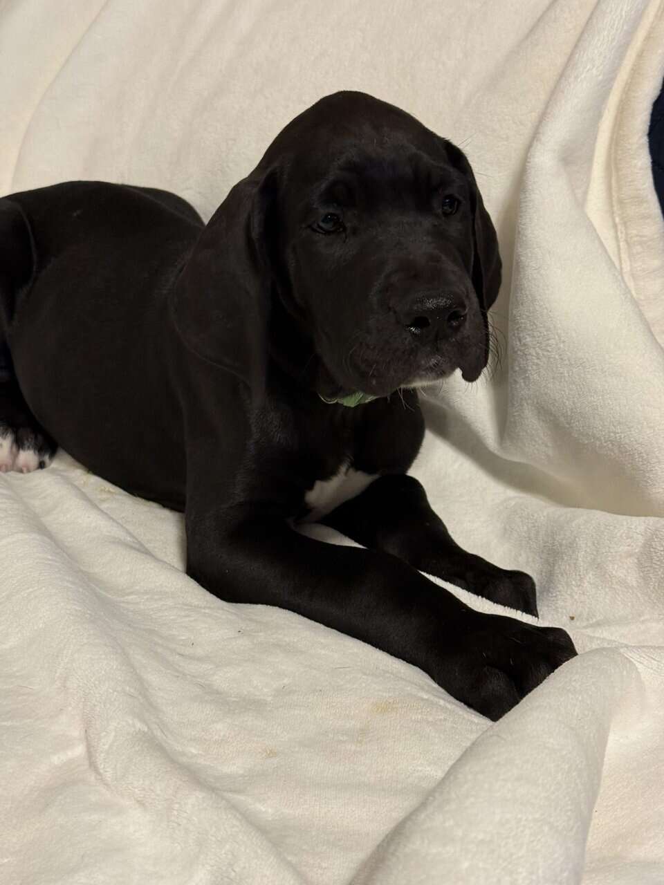 Rehoming Great Dane puppies. image 7