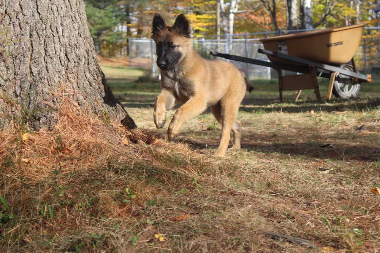 "Alligator" Male Belgian Tervuren Puppy image 3