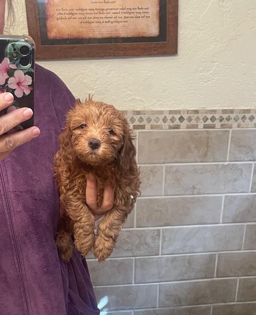 mini labradoodles image 1