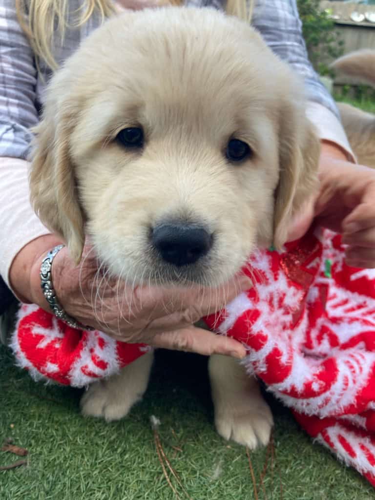 Golden retriever puppies image 3