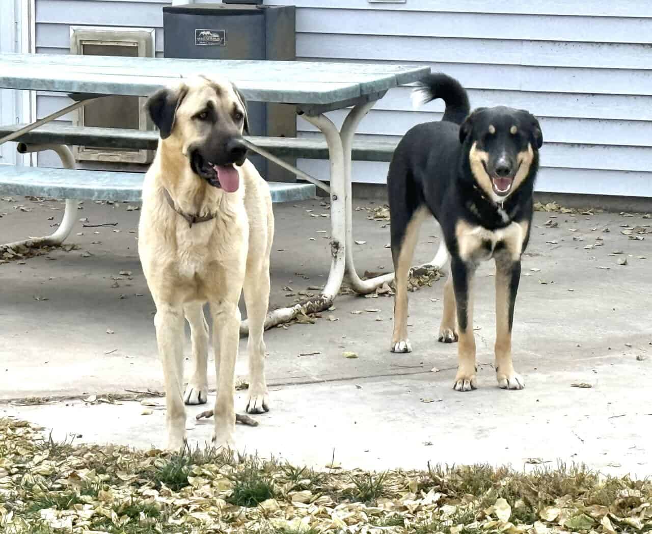 Purebred Anatolian Shepard and his little bro image 4