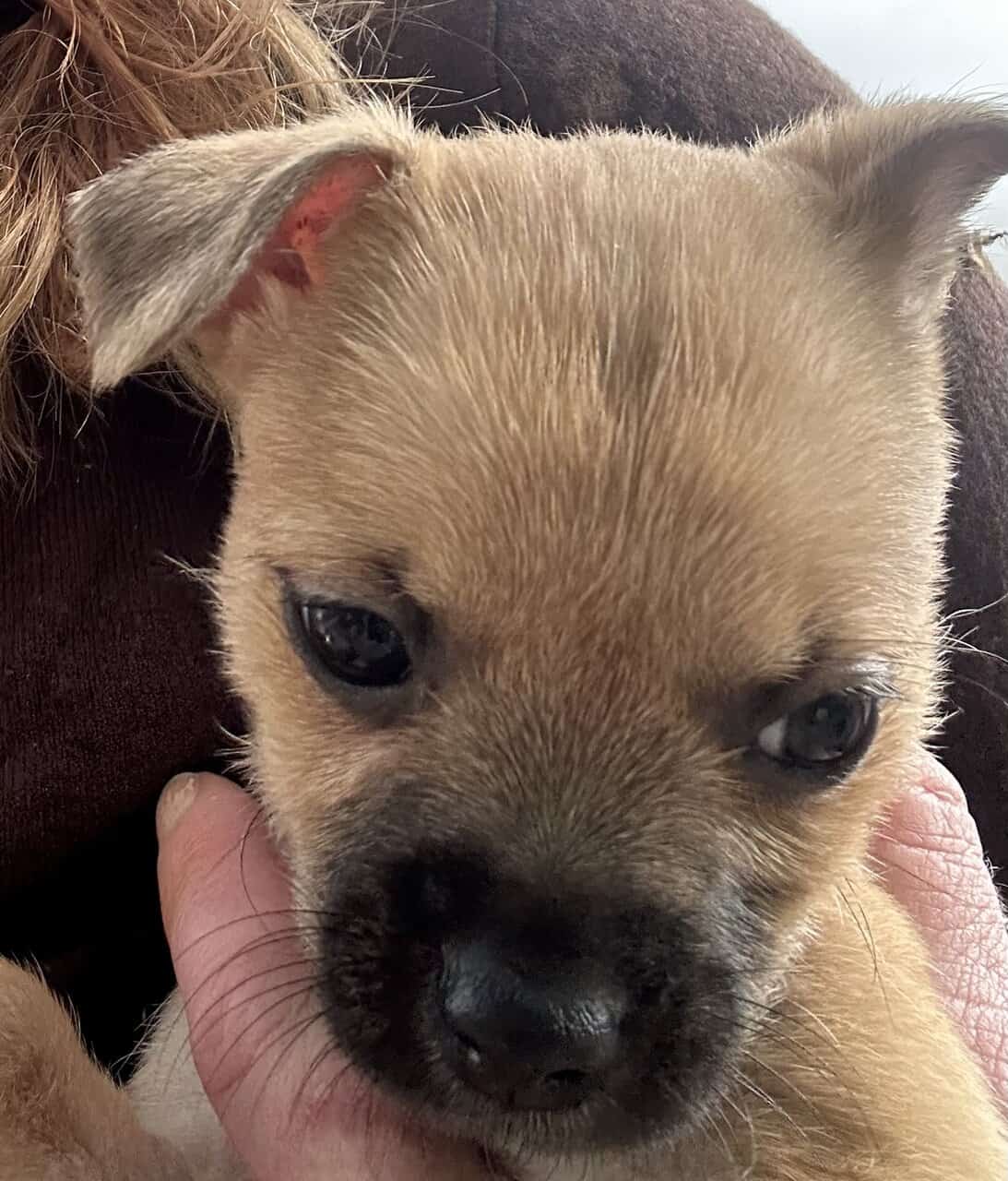 Fawn Male Chihuahua Puppy image 5