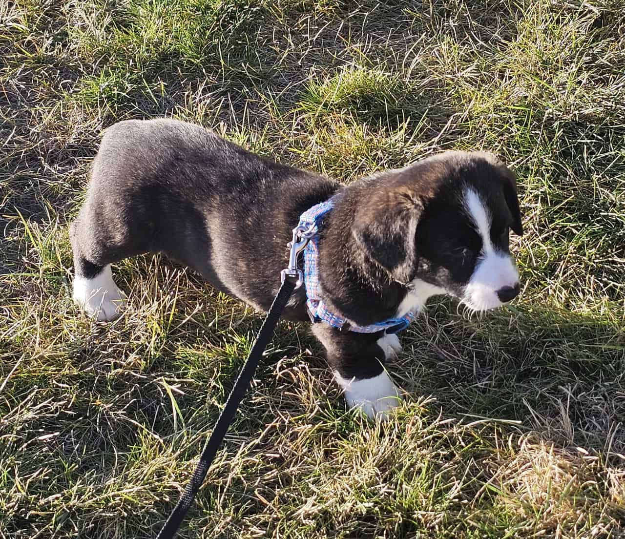 Purebred Cardigan Welsh Corgi Mr Green image 8