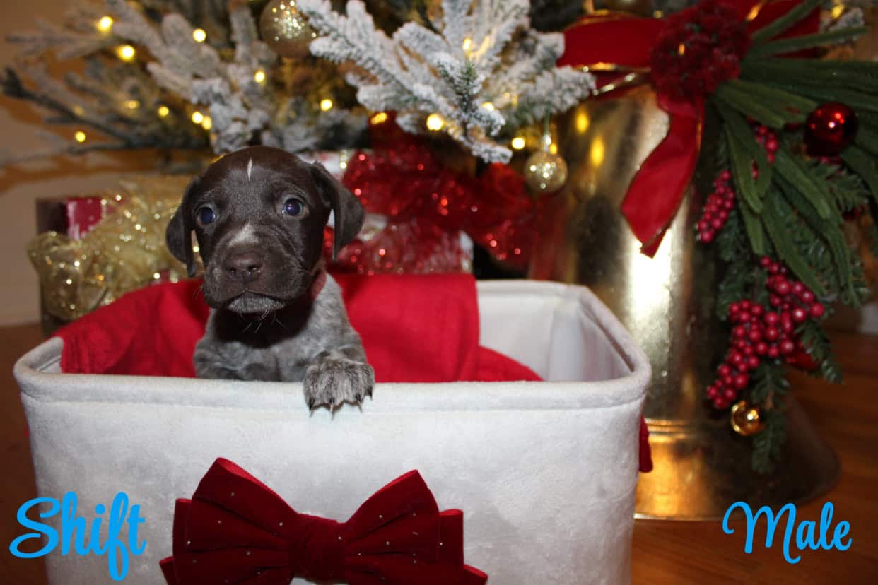 GERMAN SHORTHAIR POINTERS FOR SALE LITTER OF 10 image 4