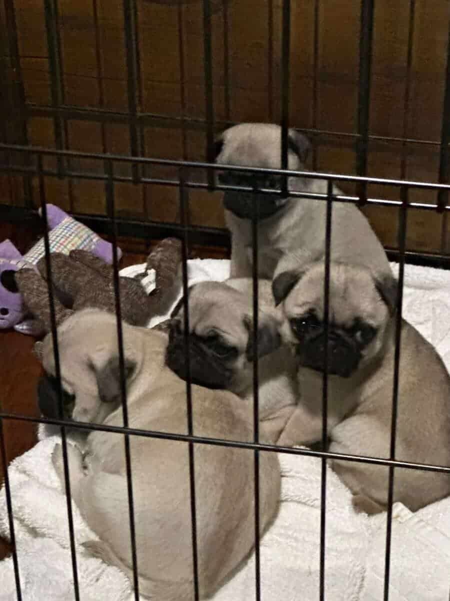 3 Pug Puppies image 3