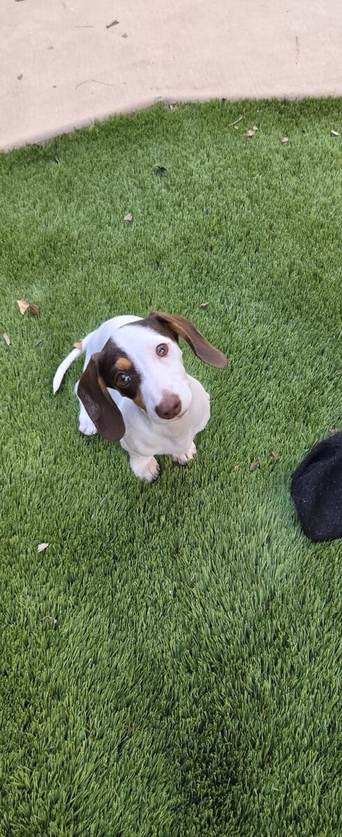 Miniature dachshunds pet puppy - $2,500 image 5