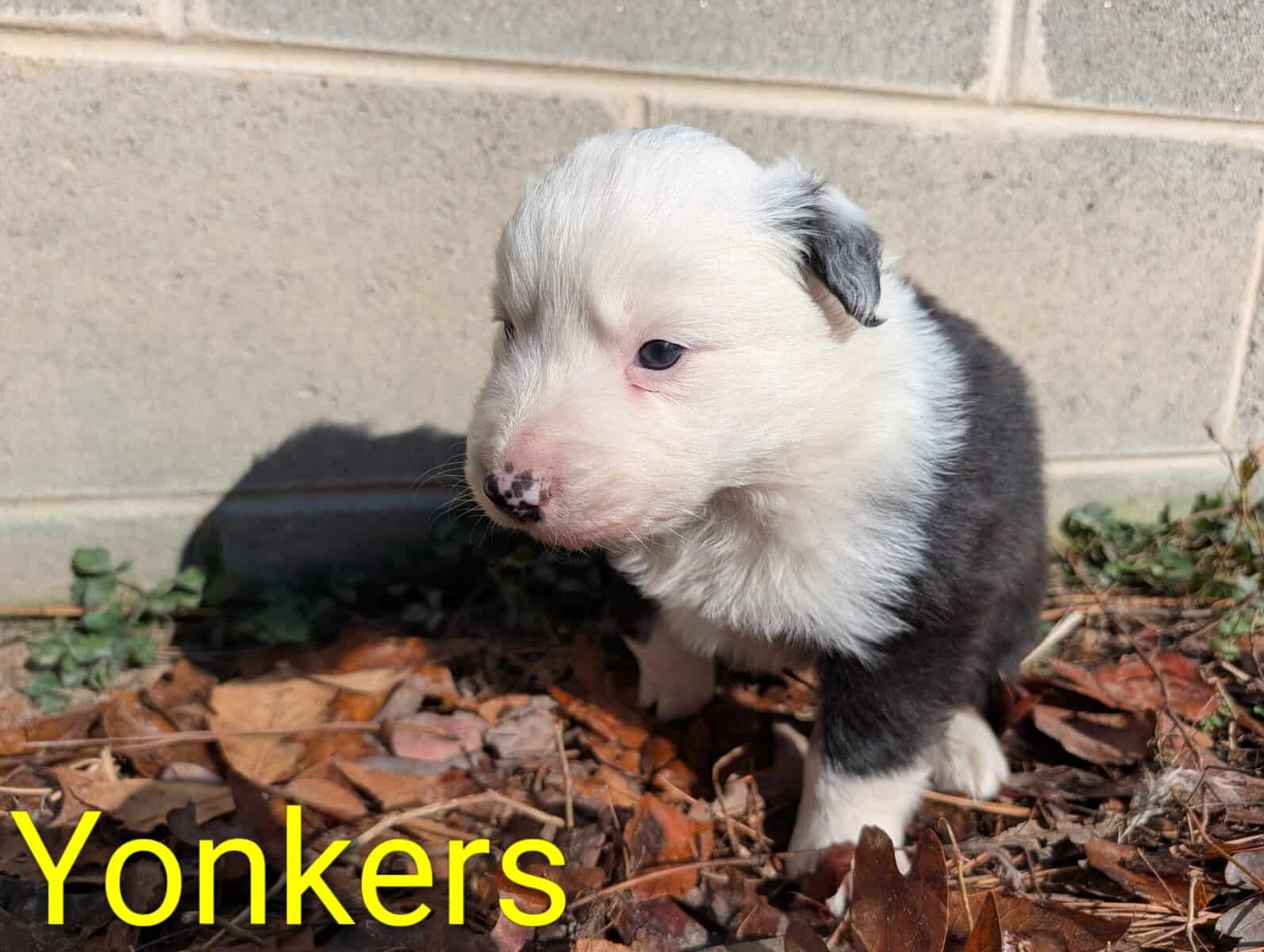 Border Collie Puppies image 10