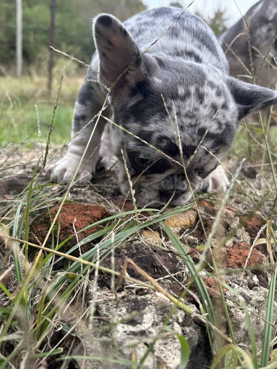 Akc French Bulldog (best pricing !) image 4