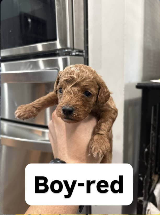 mini goldendoodle image 5