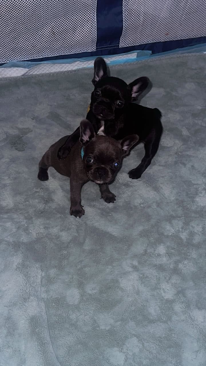 AKC Frenchie pups image 8