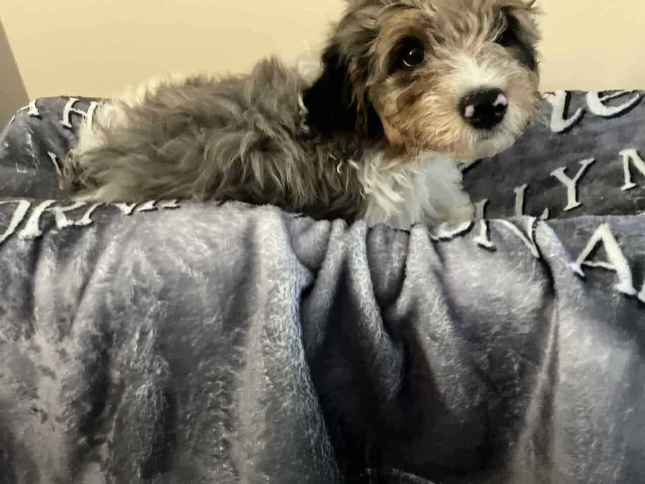 Yorkipoos image 2