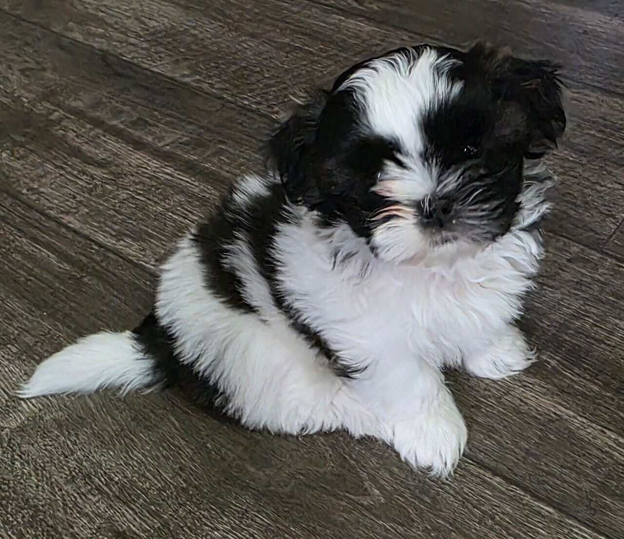 8 week old Shih Tzu image 1