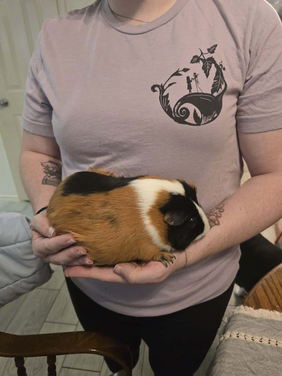 Rehoming 2 guniea pigs image 2