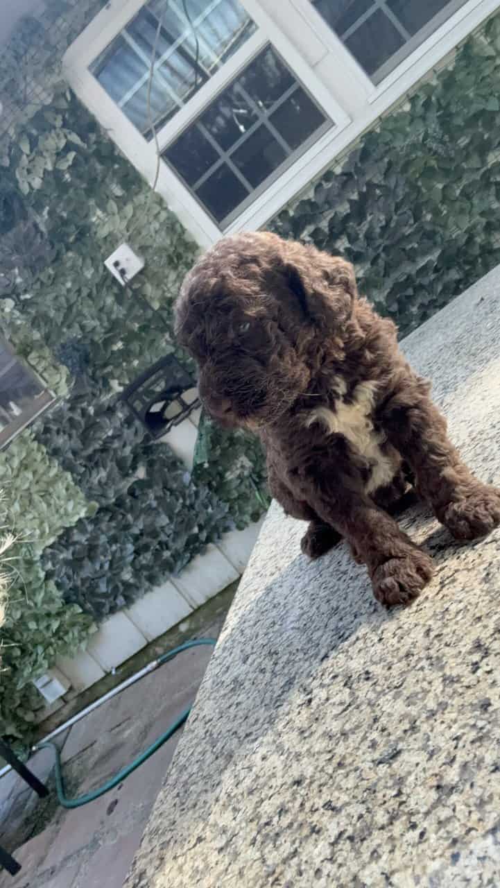 Chocolate labradoodle image 3