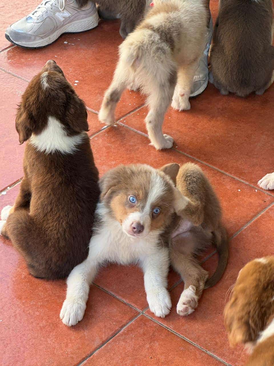 Australian Shepherd image 2