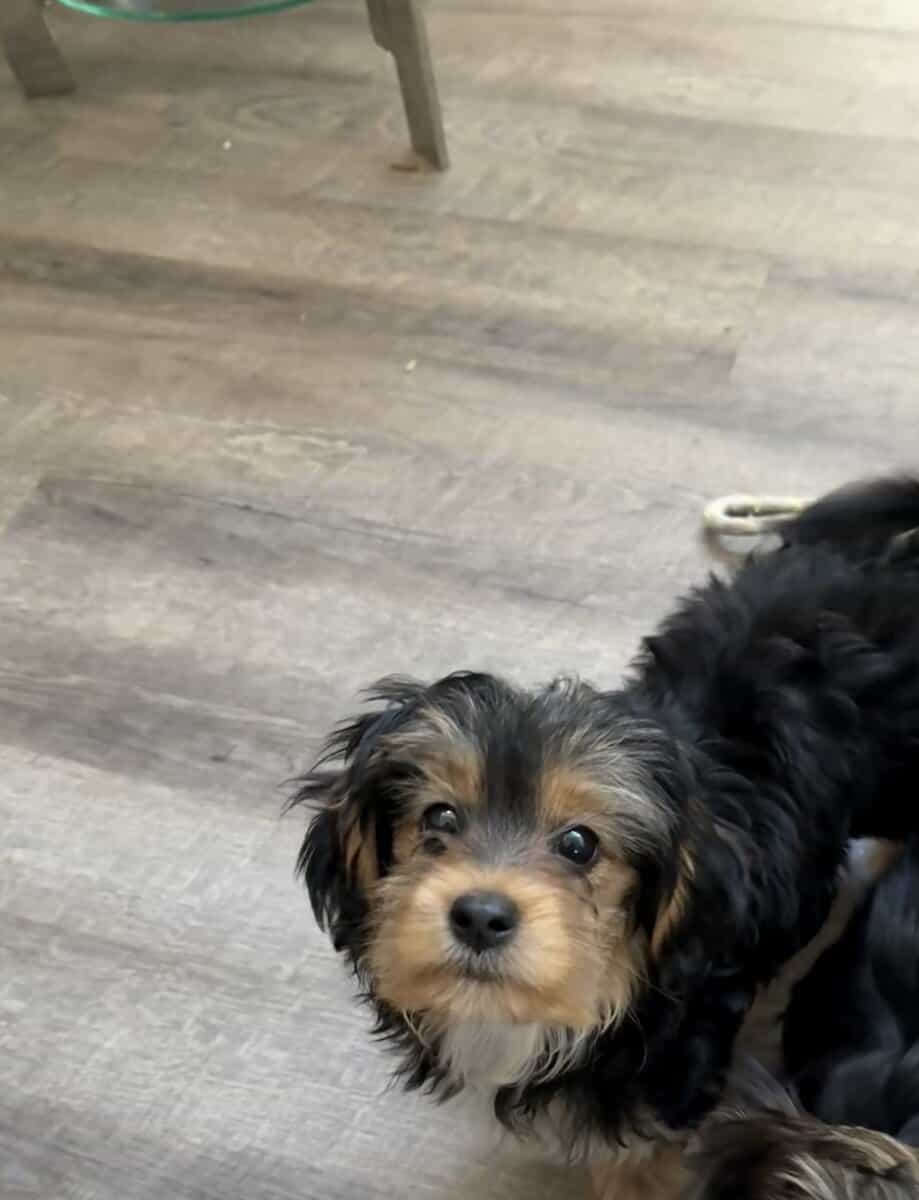 Morkie puppy image 2
