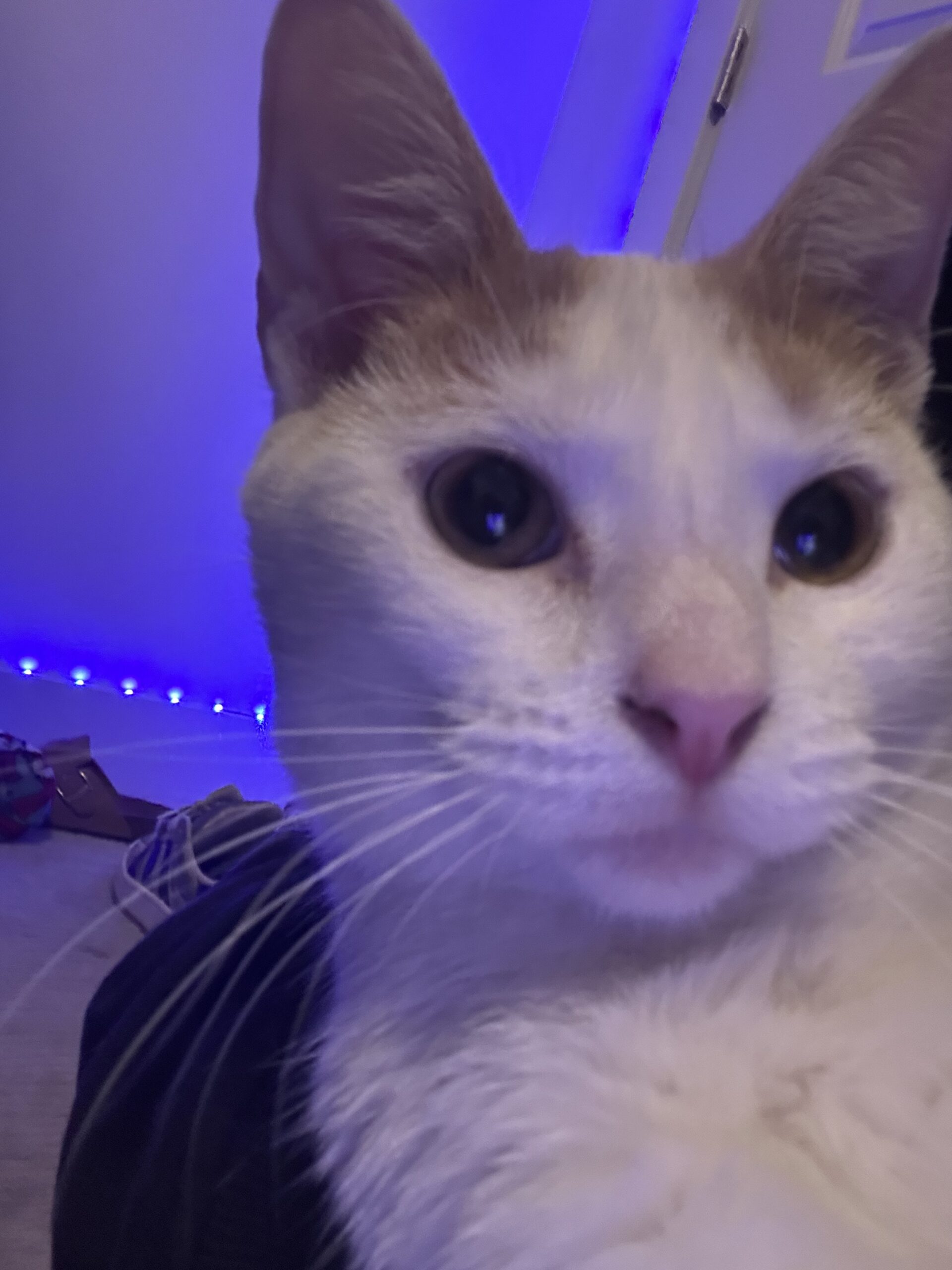 Cat for sale!! image 8