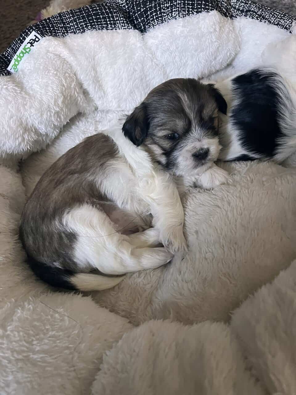 Morkie female puppies image 2