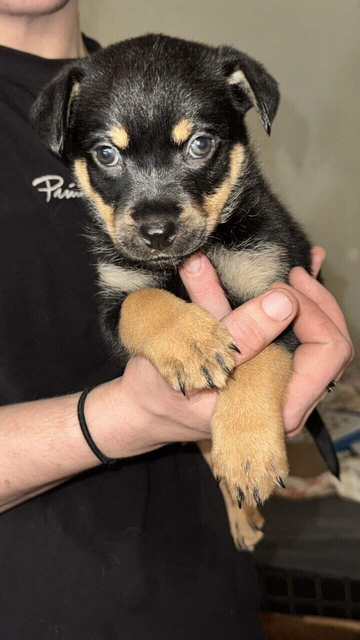 High End Designer Pups image 7