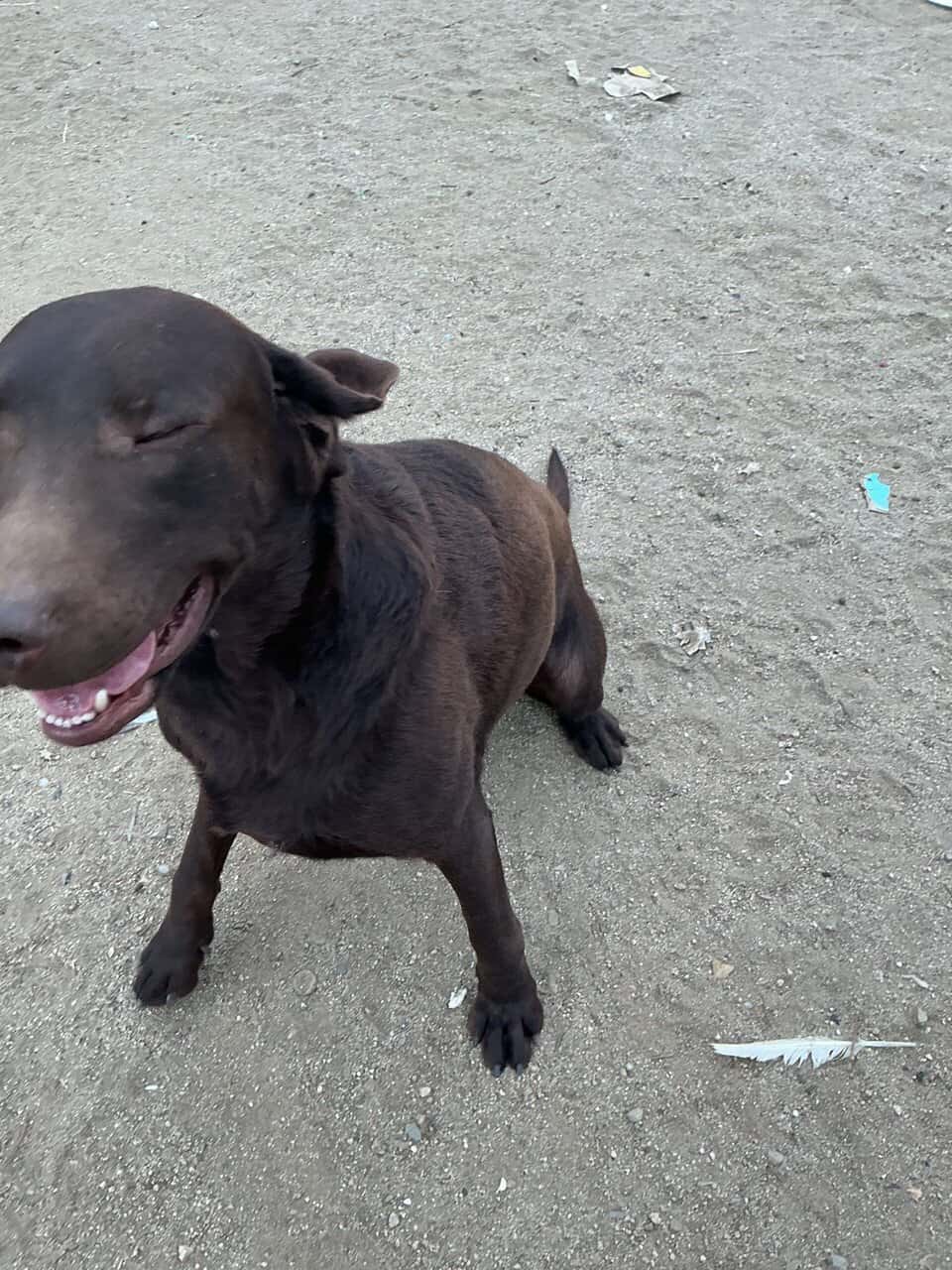 American Labrador Retriever image 11