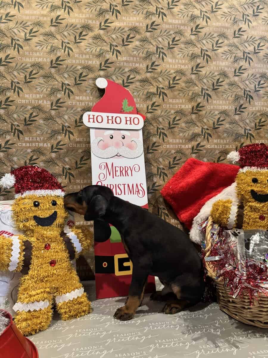 Doberman puppies image 2
