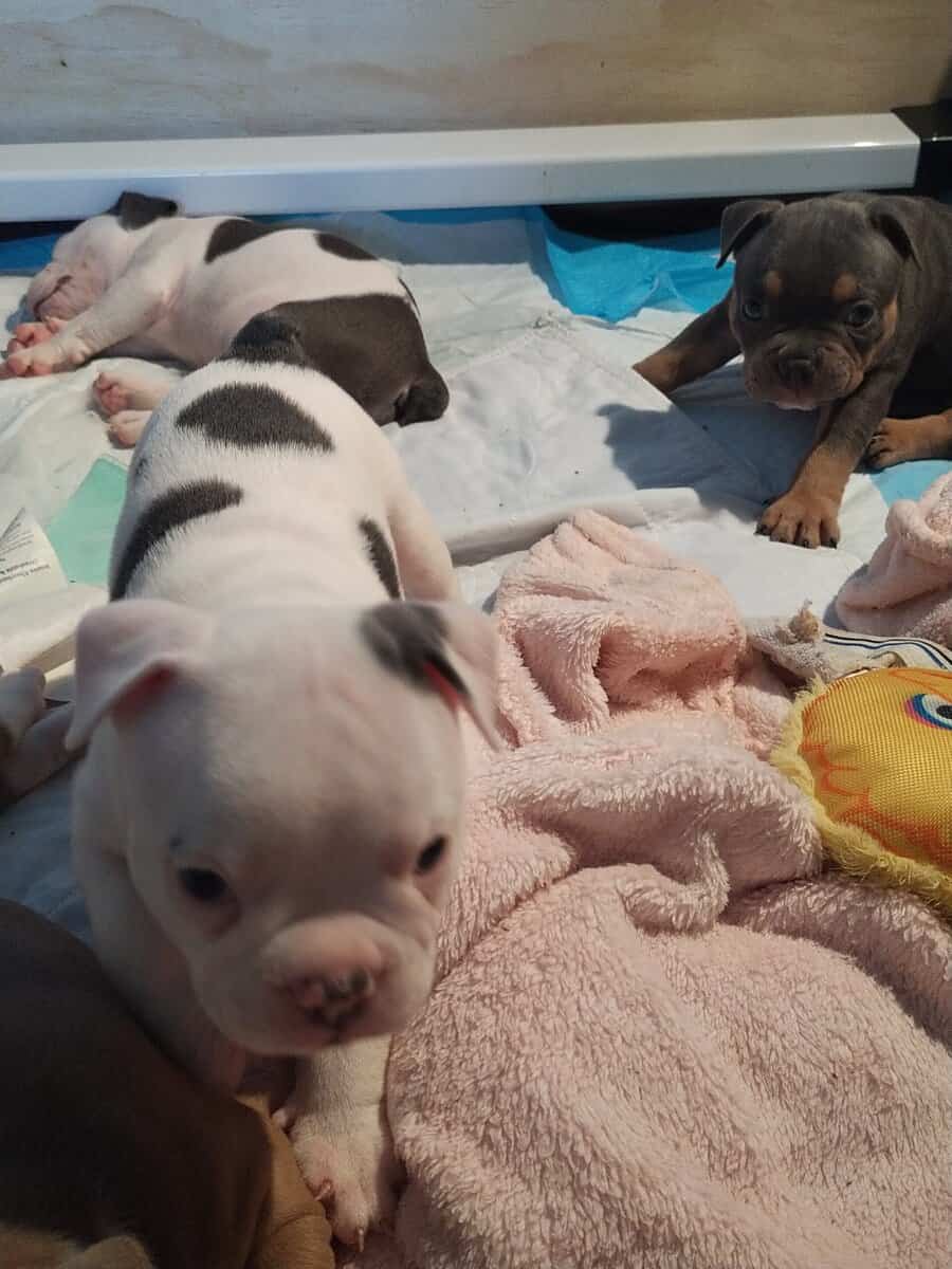 Pocket Bully Puppies • Exotic Colors • Registered image 12
