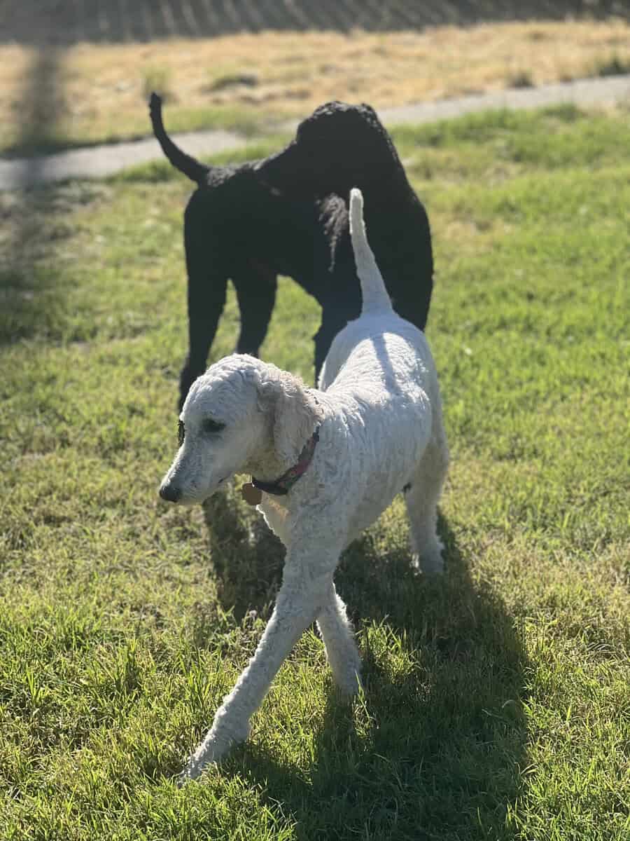 6 Seven Week Standard Poodles Puppies image 6