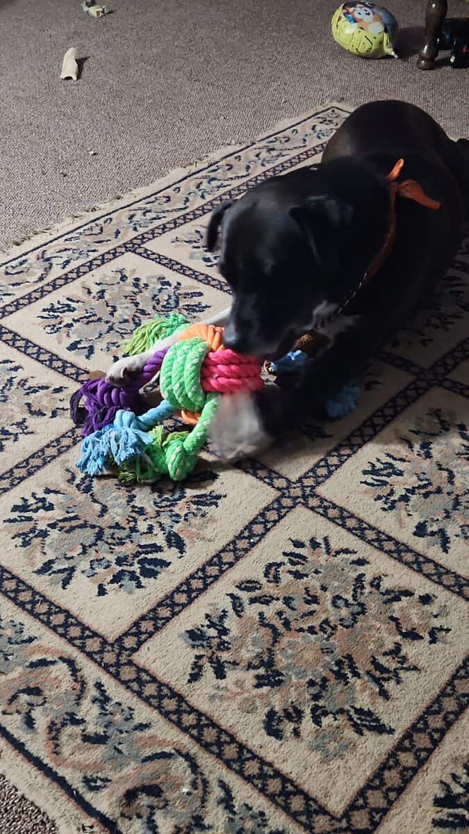 Husky-Lab/American Pitbull Terrier image 4