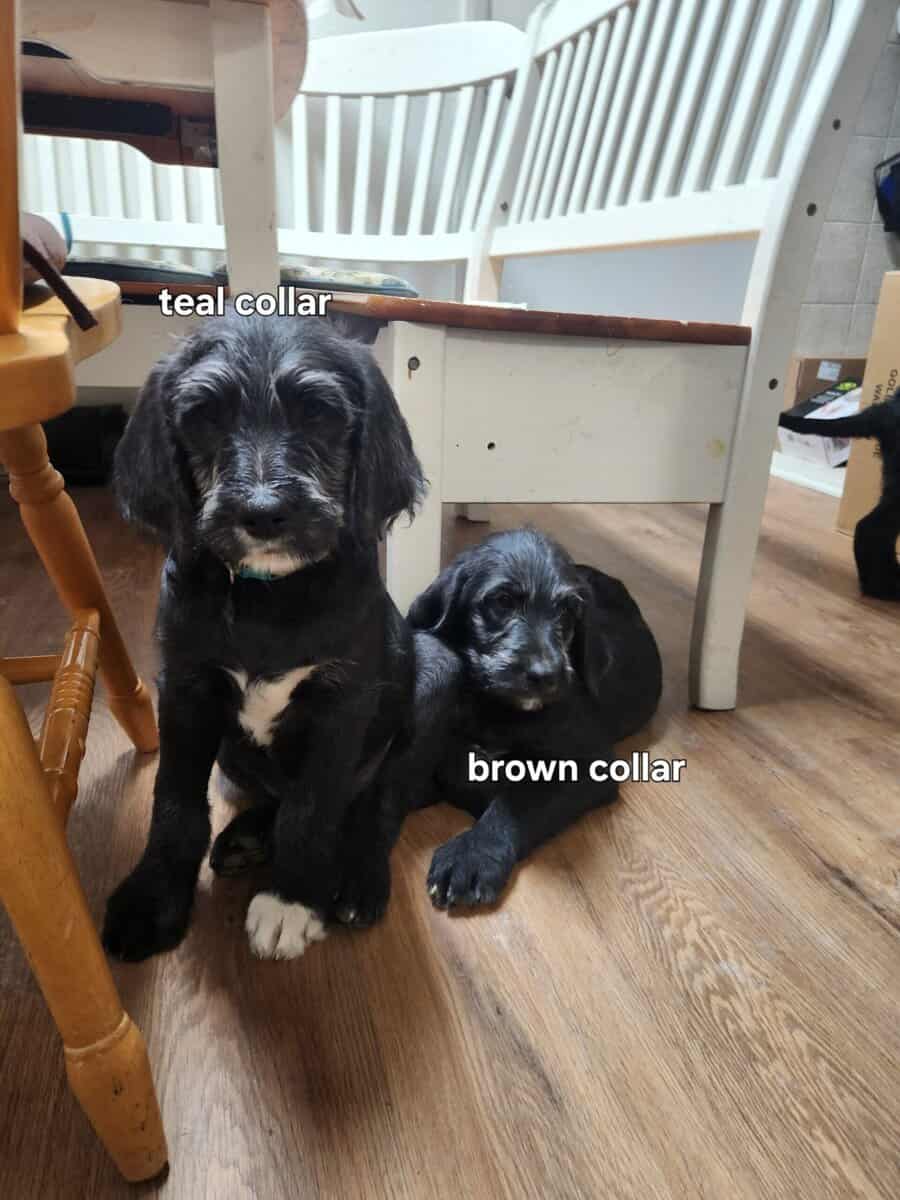 Labradoodle puppies image 6