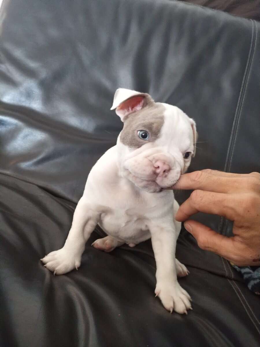 Rare Color Pocket Bullies – Piebald, Tan Points, B image 3