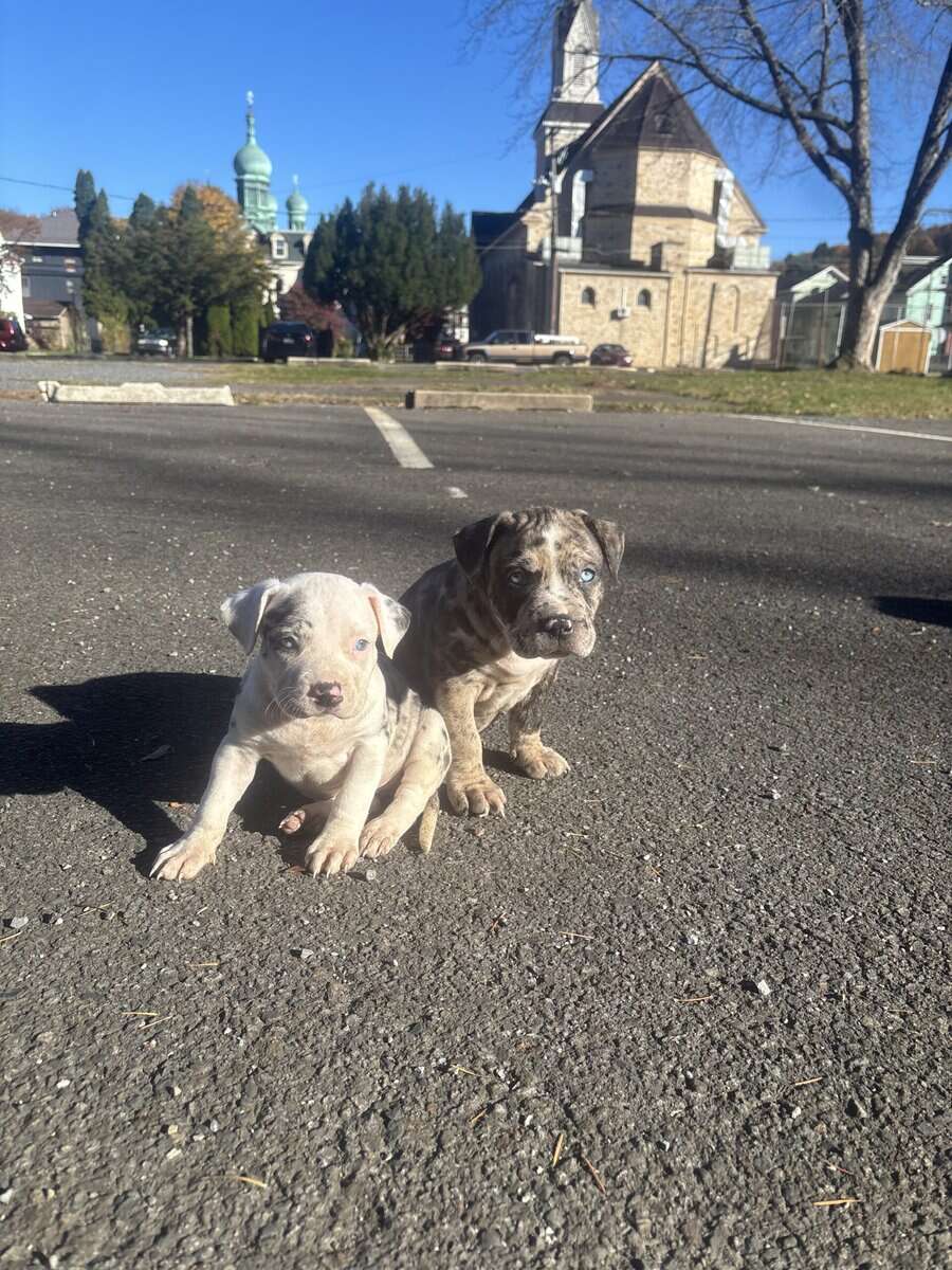 Blue eye female Merle Bully puppy image 5